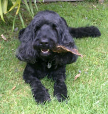 Its Lunch time for Ralph the BlackDog